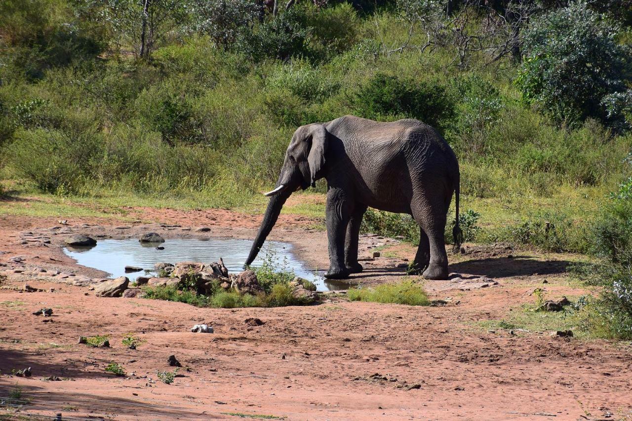 Sekala Private Game Lodge Réserve animalière Welgevonden Extérieur photo
